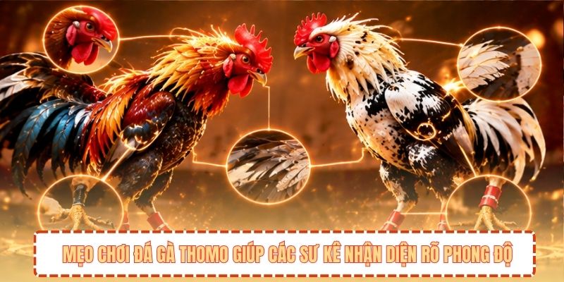 Mẹo chơi đá gà Thomo giúp các sư kê nhận diện rõ phong độ